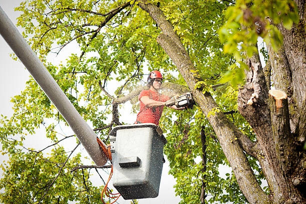 Large Tree Removal